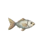 🐟