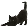 😼