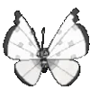 🦋