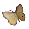 🦋
