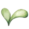 🌱