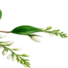 🌿