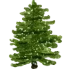 🌲