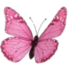 🦋