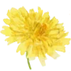🌼