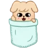 🐶