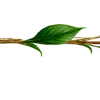 🌿