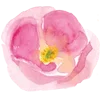 🌸
