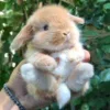 🐰