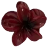 🌺