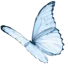 🦋