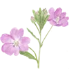 🌸