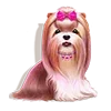 🐶