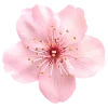 🌸
