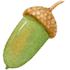 🌳