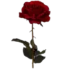 🌹