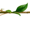 🌿