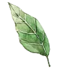 🍃