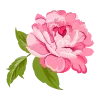🌸
