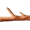 🪵