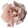 🌸