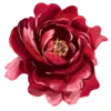 🌹
