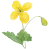 🌼