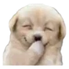 🐶