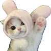 😻