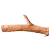 🐛