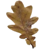 🍁