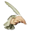 ✍