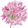 🌸