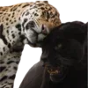 🐆