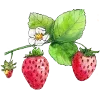 🍓