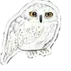 🦉