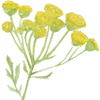 🌼
