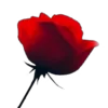 🌹