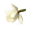🌷