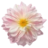 🌸