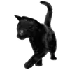🐈‍⬛