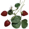 🍓