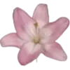 🌸