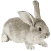 🐇
