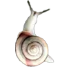 🐌