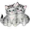 😽