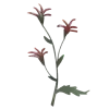 🌼