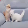 👊