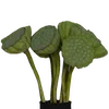 🌱