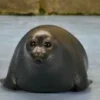 🦭